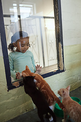 Image showing Child, girl or glass window of cat shopping in animal shelter, feline community charity or homeless rescue animals development. Kittens, cats or pets adoption foster, curious kid or volunteer youth