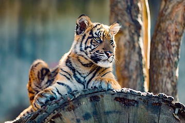 Image showing Sumatran Tiger, Panthera tigris sumatrae