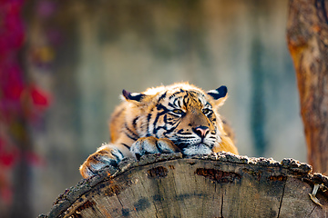 Image showing Sumatran Tiger, Panthera tigris sumatrae