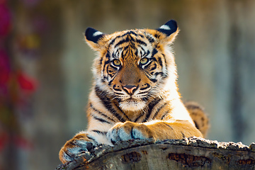 Image showing Sumatran Tiger, Panthera tigris sumatrae