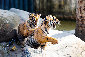 Image showing Sumatran Tiger kitten, Panthera tigris sumatrae