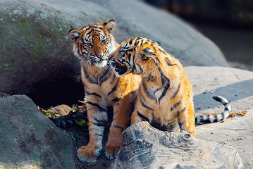 Image showing Sumatran Tiger kitten, Panthera tigris sumatrae