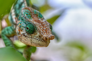 Image showing Globe-horned chameleon or flat-casqued chameleon, Calumma globifer, Male, Reserve Peyrieras Madagascar Exotic wildlife