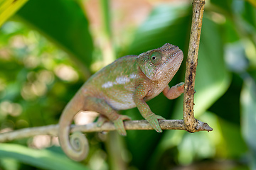 Image showing Globe-horned chameleon or flat-casqued chameleon, Calumma globifer, Female, Reserve Peyrieras Madagascar Exotic, Madagascar wildlife