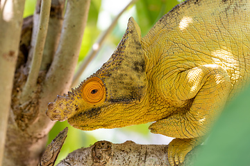 Image showing Parson's chameleon, Calumma parsonii, Peyrieras Madagascar Exotic, Madagascar wildlife