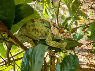 Image showing Parson's chameleon, Calumma parsonii, Peyrieras Madagascar Exotic, Madagascar wildlife