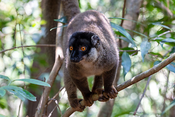 Image showing Common brown lemur, Eulemur fulvus, Madagascar wildlife animal