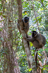 Image showing Common brown lemur, Eulemur fulvus, Madagascar wildlife animal