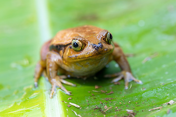 Image showing False Tomato Frog, Dyscophus Guineti, Madagascar wildlife