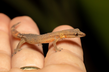 Image showing Madagascar Clawless Gecko, Ebenavia inunguis juvenile, Ranomafana National Park, Madagascar wildlife