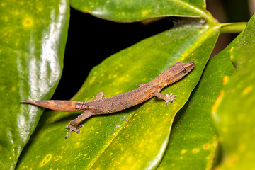 Image showing Madagascar Clawless Gecko, Ebenavia inunguis juvenile, Ranomafana National Park, Madagascar wildlife