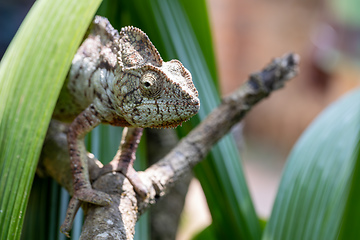 Image showing Oustalet's chameleon, Furcifer oustaleti, Reserve Peyrieras Madagascar Exotic, Madagascar wildlife