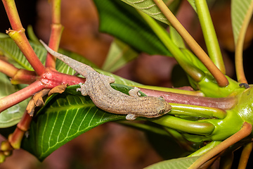 Image showing Grandidier's gecko, Geckolepis typica, Kivalo Morondava Madagascar wildlife