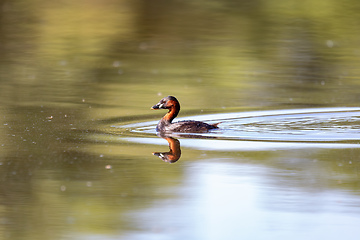 Image showing Water bird Little Grebe, Tachybaptus ruficollis