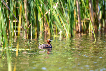 Image showing Water bird Little Grebe, Tachybaptus ruficollis