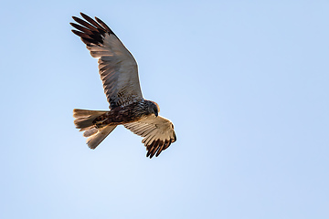 Image showing Marsh Harrier, Circus aeruginosus, Birds of prey, Europe Wildlife