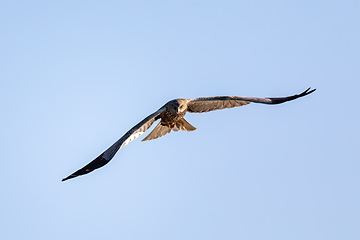Image showing Marsh Harrier, Circus aeruginosus, Birds of prey, Europe Wildlife
