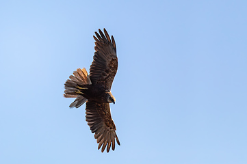 Image showing Marsh Harrier, Circus aeruginosus, Birds of prey, Europe Wildlife