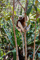 Image showing Coquerel's sifaka lemur, Propithecus coquereli, Madagascar wildlife animal