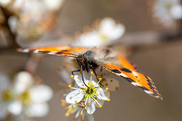 Image showing Butterfly tortoiseshell, Aglais urticae, Czech Republic wildlife