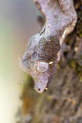 Image showing Uroplatus Phantasticus, Reserve Peyrieras Madagascar Exotic, Madagascar wildlife