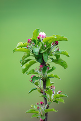 Image showing Pink apple flower with blurry background and shallow depth of field.