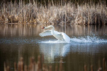 Image showing Wild bird mute swan start flying