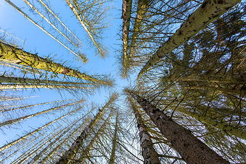 Image showing Rough bark spruce tree top infested with bark beetles