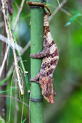 Image showing Short-horned chameleon, Calumma brevicorne, Andasibe-Mantadia National Park, Madagascar wildlife