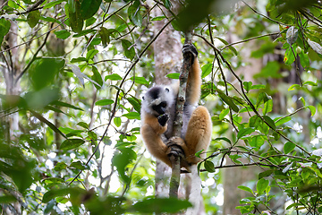 Image showing Lemur Diademed Sifaka, Propithecus diadema, Madagascar wildlife