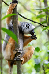 Image showing Lemur Diademed Sifaka, Propithecus diadema, Madagascar wildlife