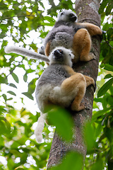 Image showing Lemur Diademed Sifaka, Propithecus diadema, Madagascar wildlife