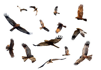 Image showing Marsh Harrier, Birds of prey, Europe Wildlife isolated on white