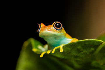 Image showing Green Bright-Eyed Frog, Boophis Viridis, Andasibe-Mantadia National Park, Madagascar wildlife