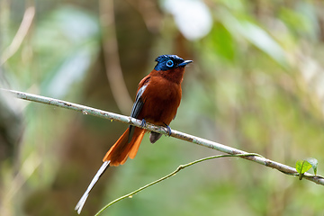 Image showing Malagasy paradise flycatcher, Terpsiphone mutata, Andasibe-Mantadia National Park, Madagascar