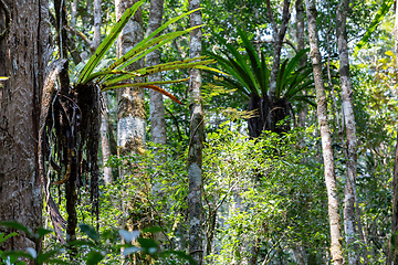 Image showing The lush foliage of Madagascar's Mantadia rainforest