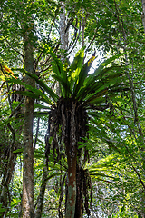 Image showing The lush foliage of Madagascar's Mantadia rainforest