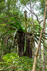 Image showing The lush foliage of Madagascar's Mantadia rainforest