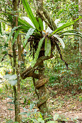 Image showing The lush foliage of Madagascar's Mantadia rainforest