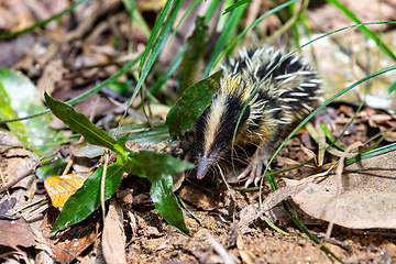 Image showing Lowland Streaked Tenrec, Hemicentetes Semispinosus, Madagascar wildlife