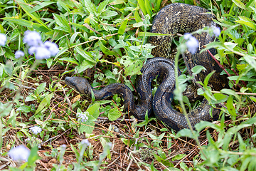 Image showing Malagasy Tree Boa, Sanzinia Madagascariensis, Ranomafana National Park, Madagascar