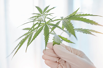 Image showing Hand, glove and doctor with marijuana leaf for alternative medicine, healthcare and wellness. Cannabis, plants or organic cbd, healthy thc or hemp medicine in laboratory for legal weed production.