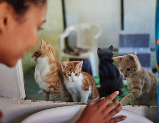 Image showing Care, charity and cats at adoption shelter with visitor busy with decision and choice of homeless animal. Abandoned, lost or rescue kittens interaction at glass with black woman choosing pet.