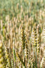 Image showing green and yellow oats