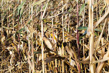 Image showing corn lost crop