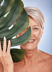 Image showing Monstera, skincare and senior woman with a leaf for cosmetics against a grey studio background. Spa, luxury and portrait of an elderly model with a plant for wellness, beauty and body health