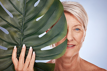 Image showing Face, beauty and old woman with monstera leaf on blue studio background. Skincare, makeup and elderly female model from Canada with organic plant cosmetics for anti aging, healthy and glowing skin.