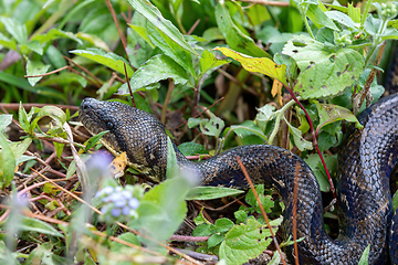 Image showing Malagasy Tree Boa, Sanzinia Madagascariensis, Ranomafana National Park, Madagascar