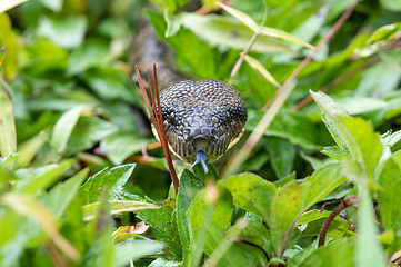 Image showing Malagasy Tree Boa, Sanzinia Madagascariensis, Ranomafana National Park, Madagascar