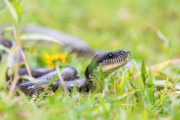 Image showing Malagasy Tree Boa, Sanzinia Madagascariensis, Ranomafana National Park, Madagascar